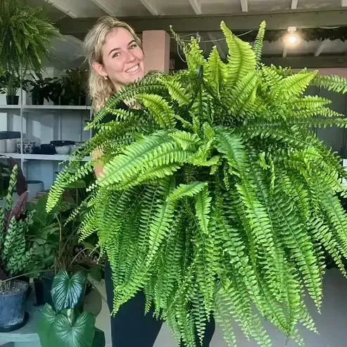🔥On Sale Only Today 🌱  UV-Resistant Lifelike Artificial Boston Fern