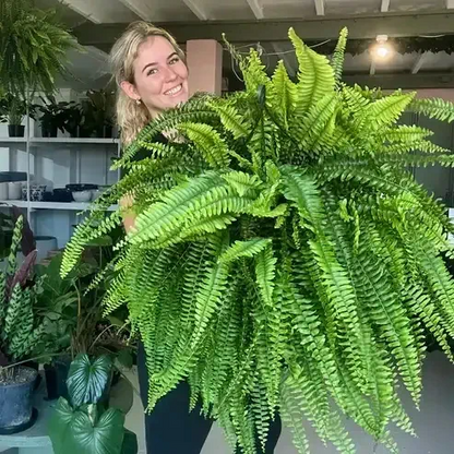 🔥On Sale Only Today 🌱  UV-Resistant Lifelike Artificial Boston Fern