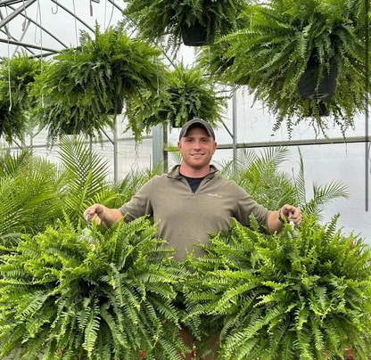 🔥On Sale Only Today 🌱  UV-Resistant Lifelike Artificial Boston Fern