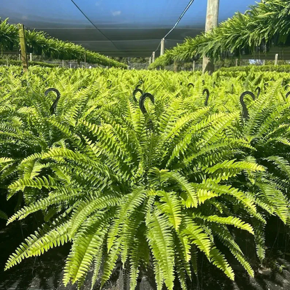 🔥On Sale Only Today 🌱  UV-Resistant Lifelike Artificial Boston Fern
